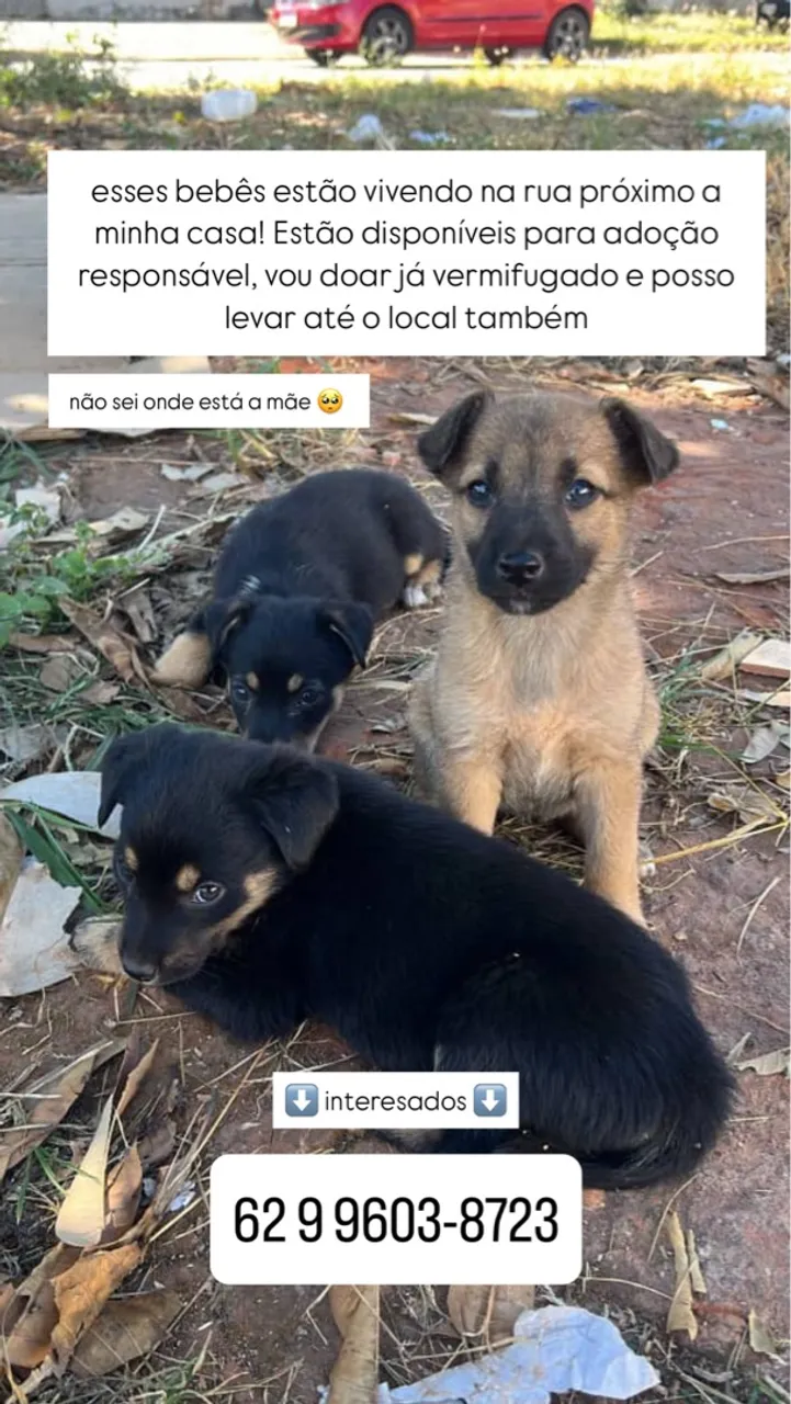 Filhote de cachorro para adoção