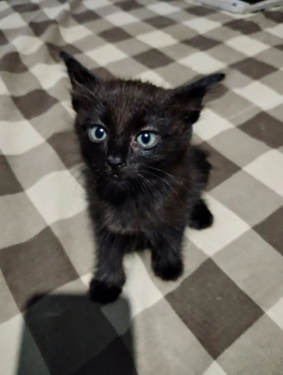 Gatos filhote para adoção - Foto 2