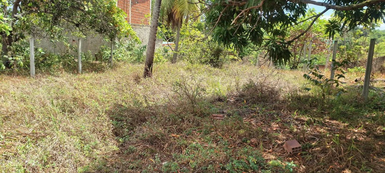 Foto - Paulista - Tabajara