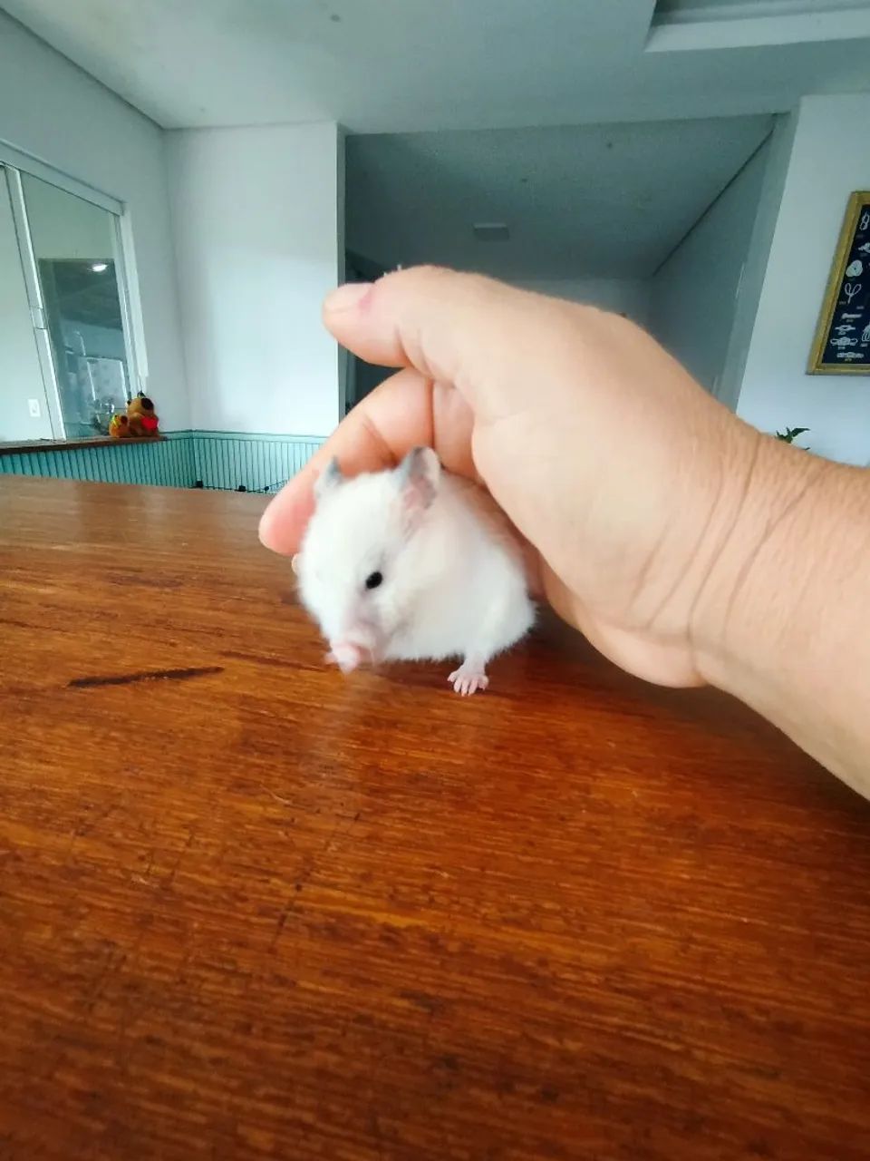 Hamster Sirios filhotes  - Foto 5