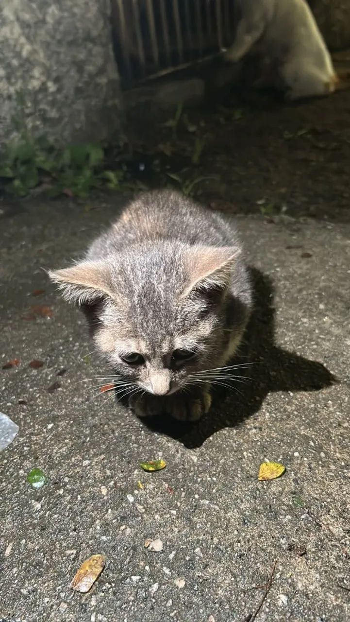 Gata - Foto 3