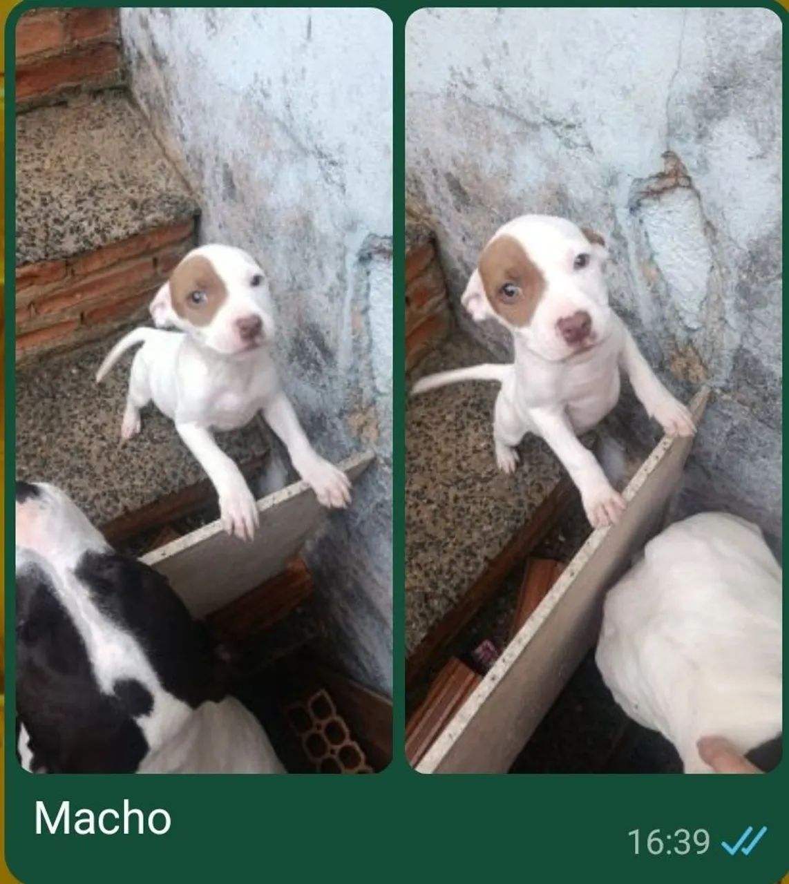 Pit Bull 