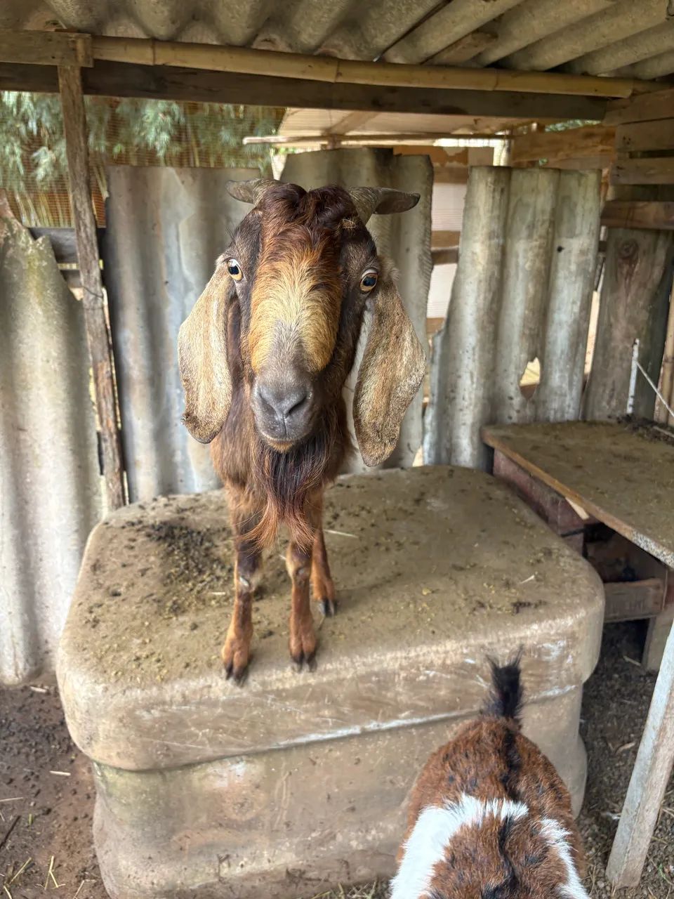 Casal de Cabrito - Foto 2