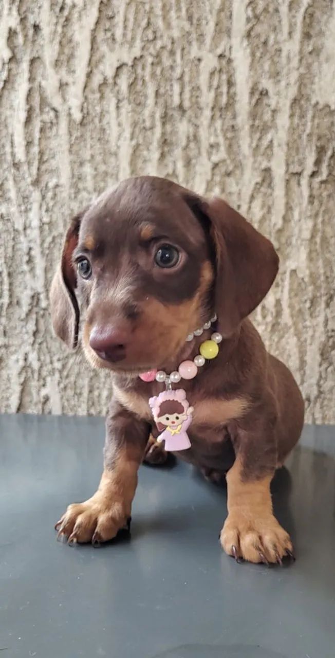 Filhotes de salsichinhas 