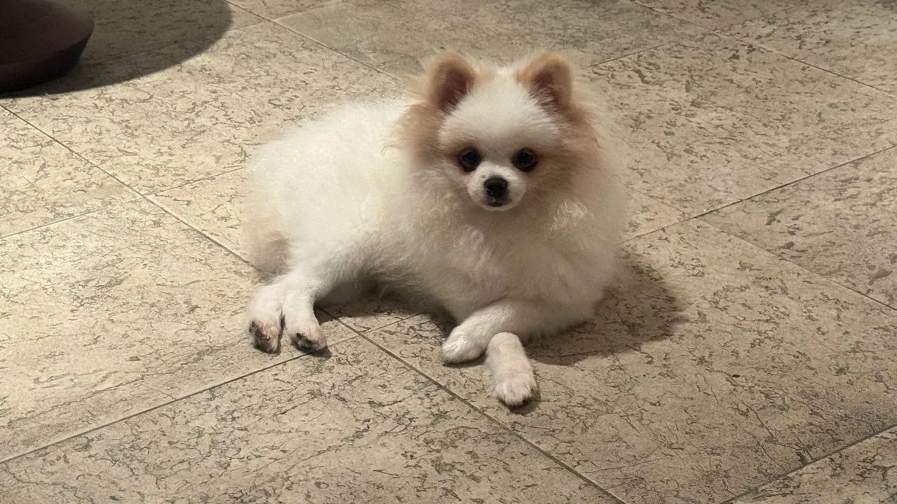 Spitz Alemão  - Foto 4