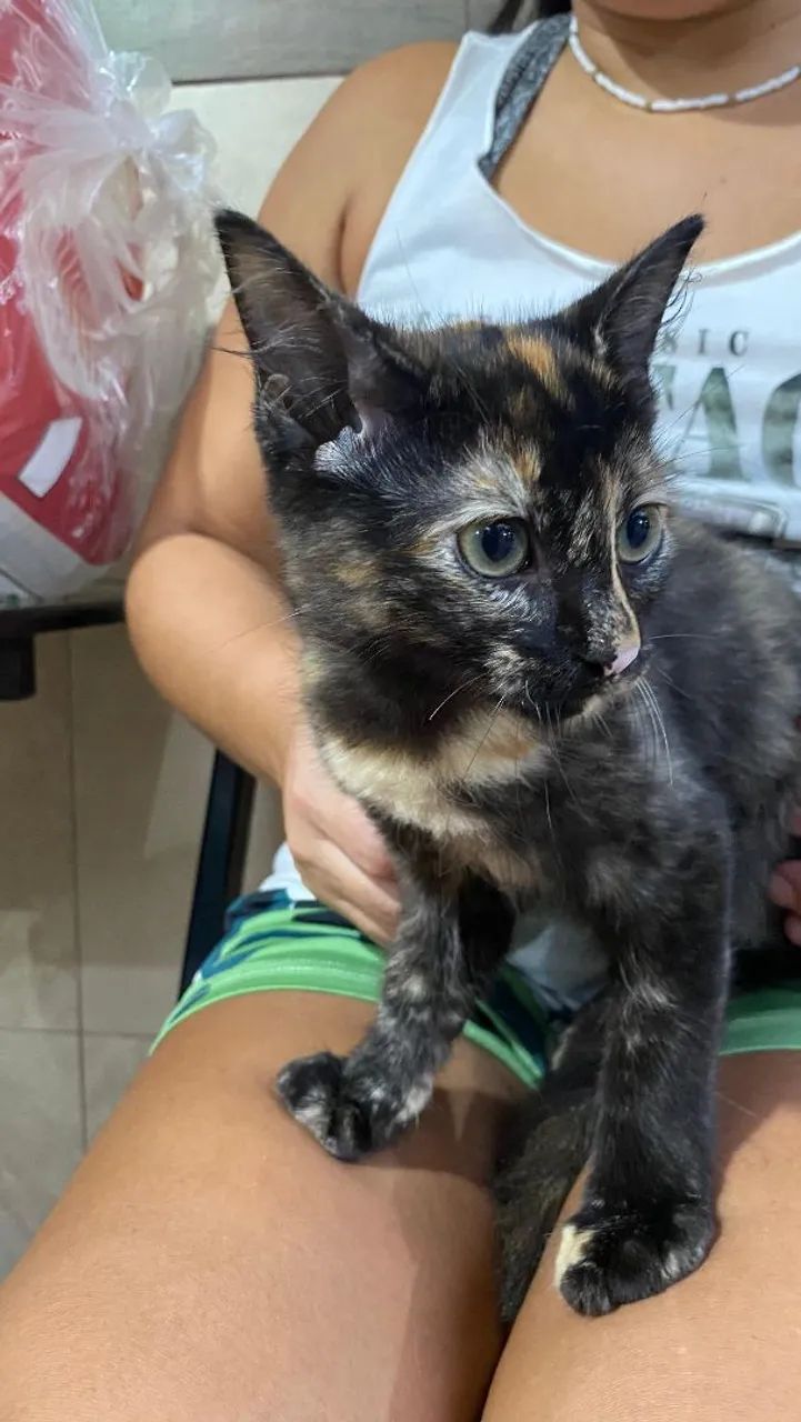 Adoção dessas li das gatinhas. Garanto a castração! 