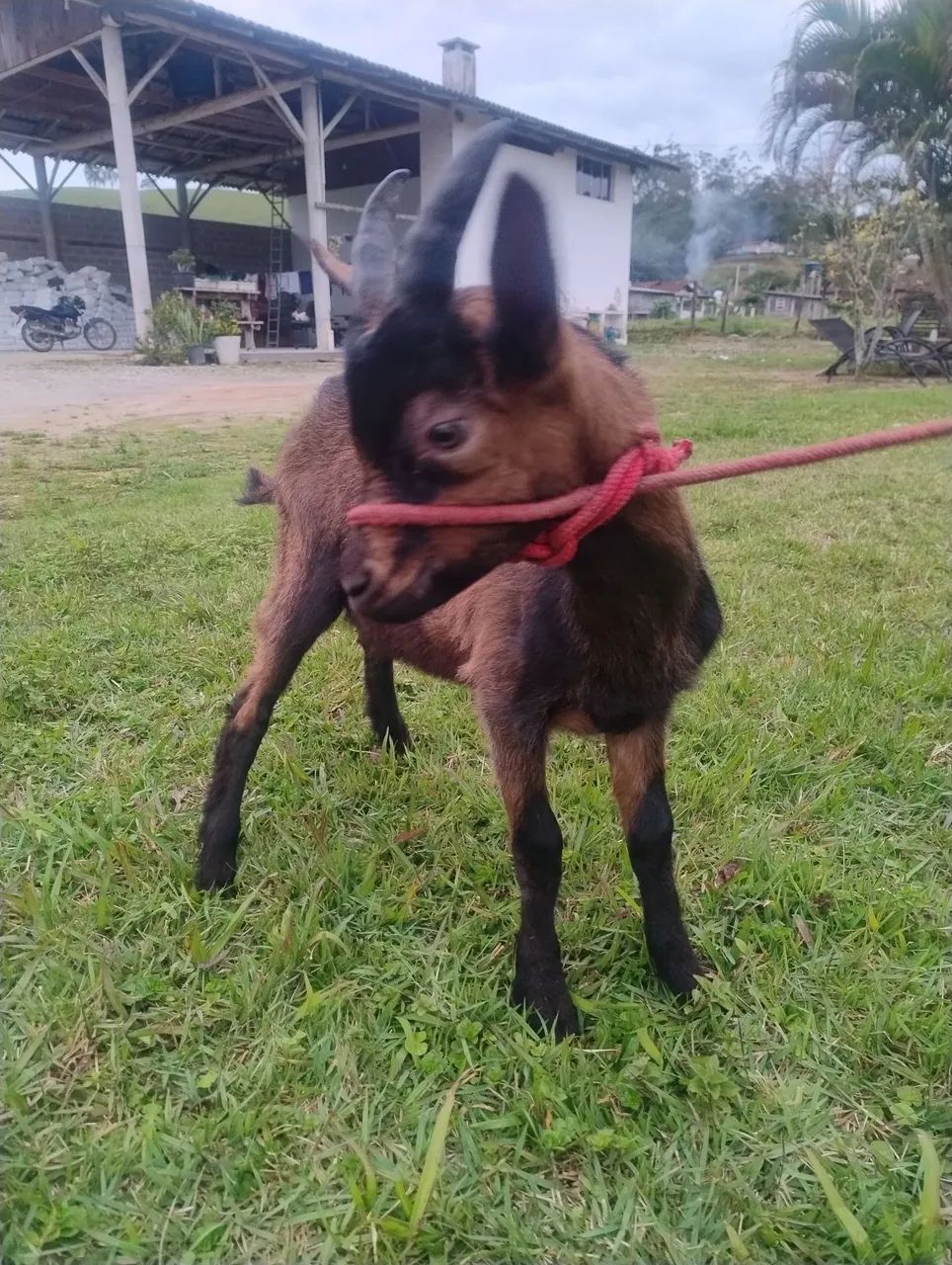 Bode pardo alpino  - Foto 2