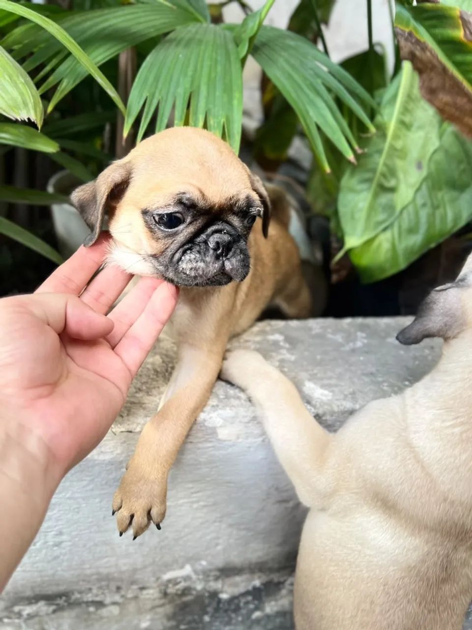 Filhote de pug - Foto 2