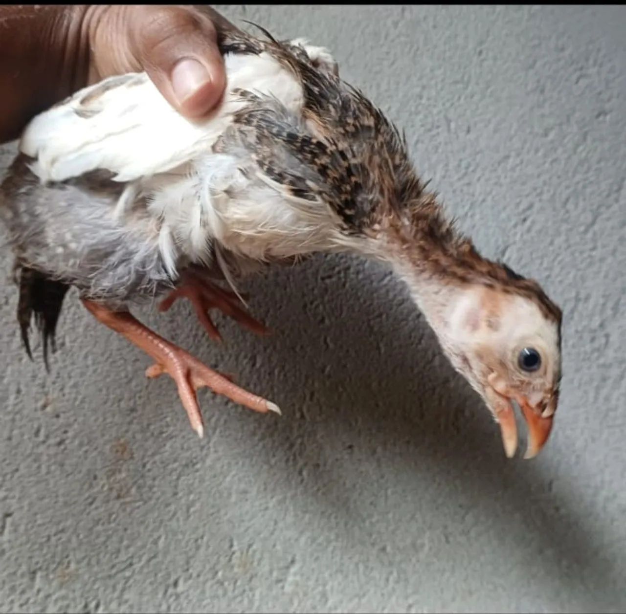 Filhotes de Galinha de Angola - Foto 4