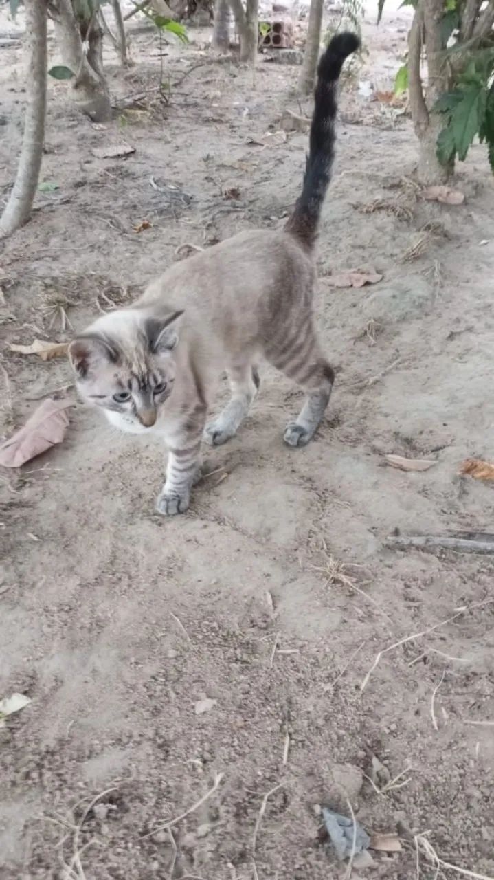 Adoção de gato - Foto 3