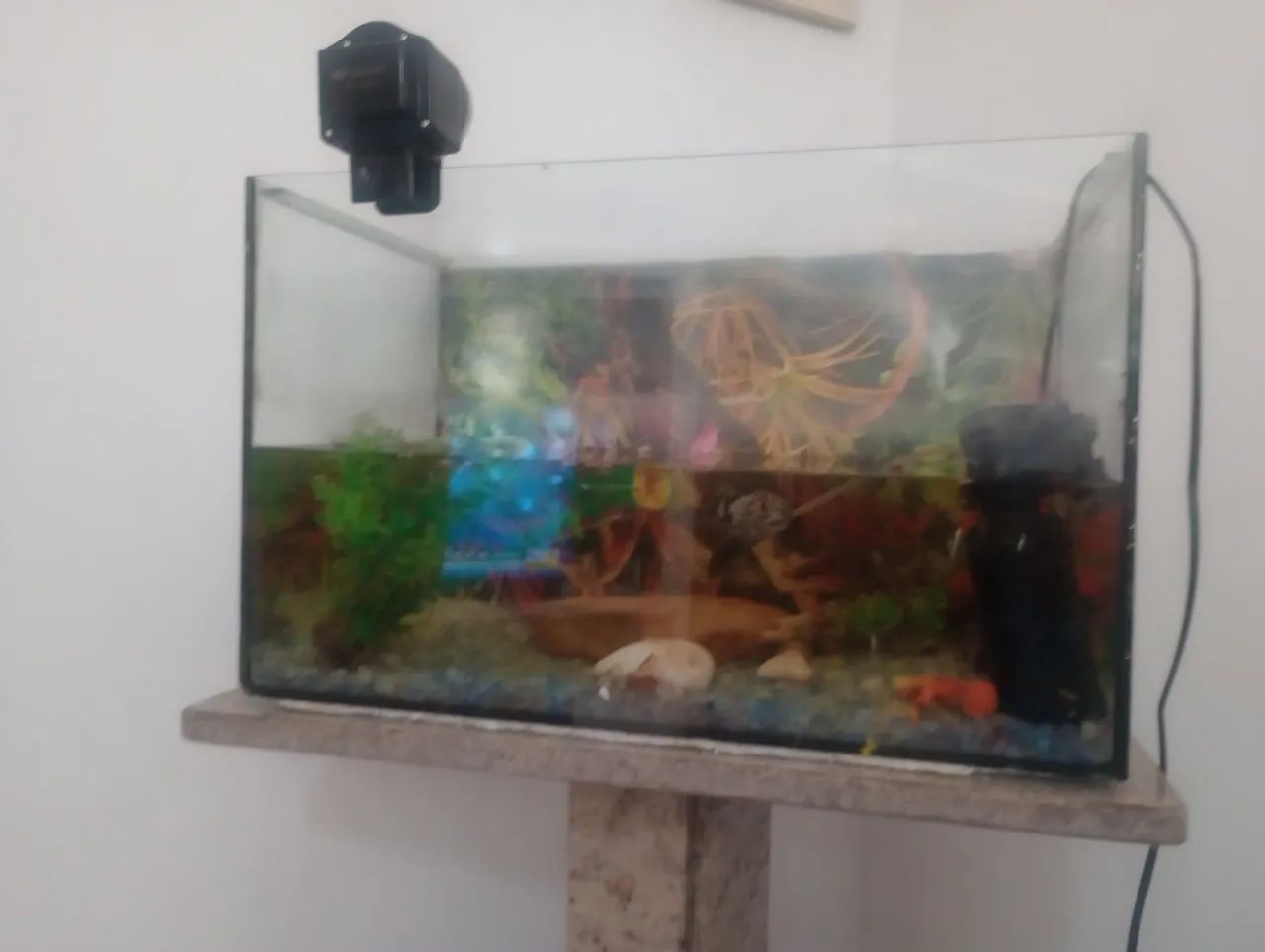 Aquário 60lts