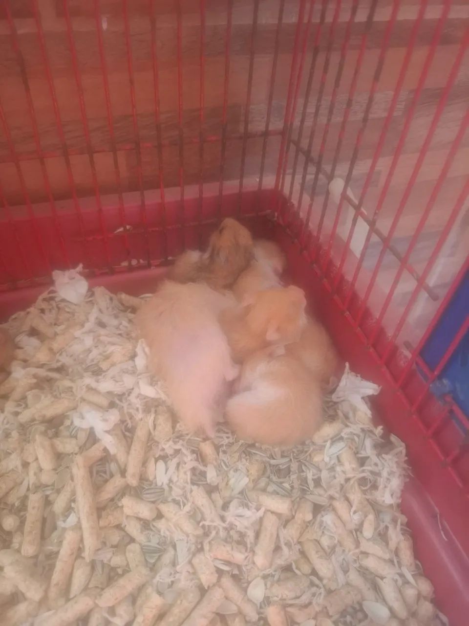 Twister e Hamster sírio 