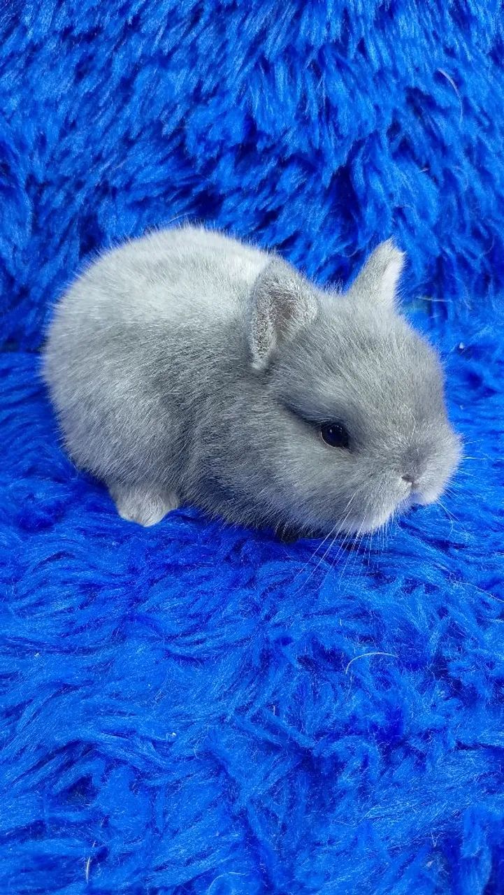 Os menores coelho do mundo de alto padrão  - Foto 4