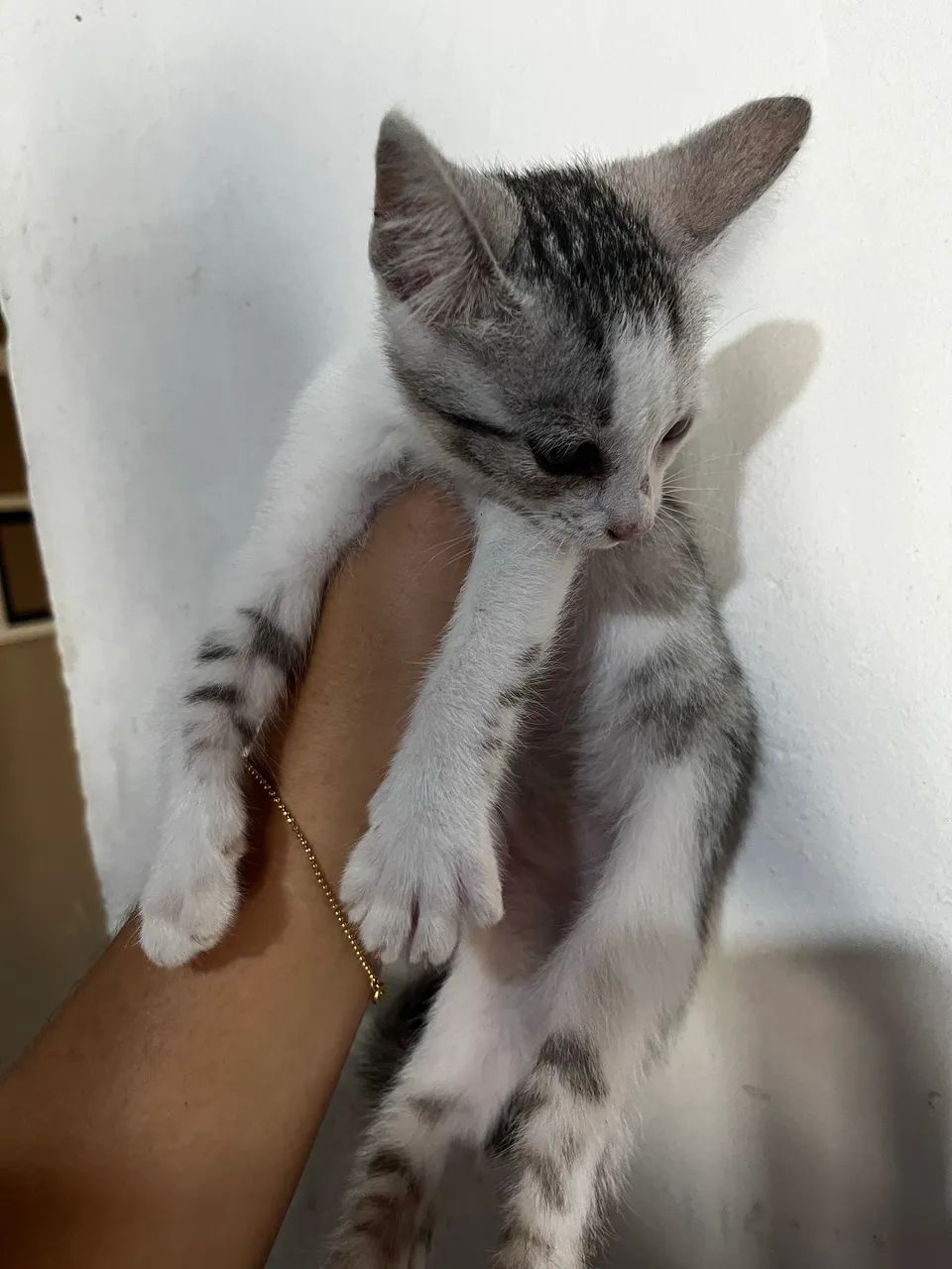 Gatinhas pra doação  - Foto 5