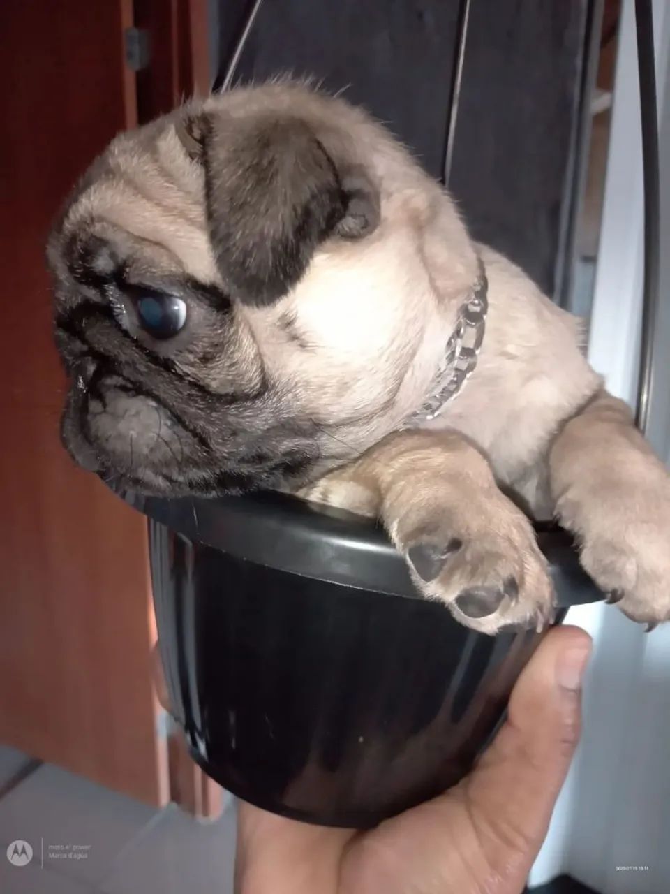 Pug - Foto 2