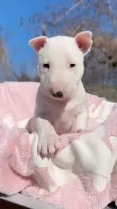 Bull terrier filhotes 