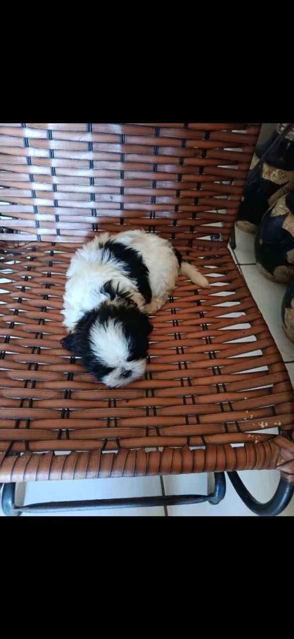Cachorro shitzu - Foto 2
