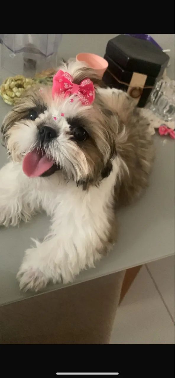 Shitzu  - Foto 2