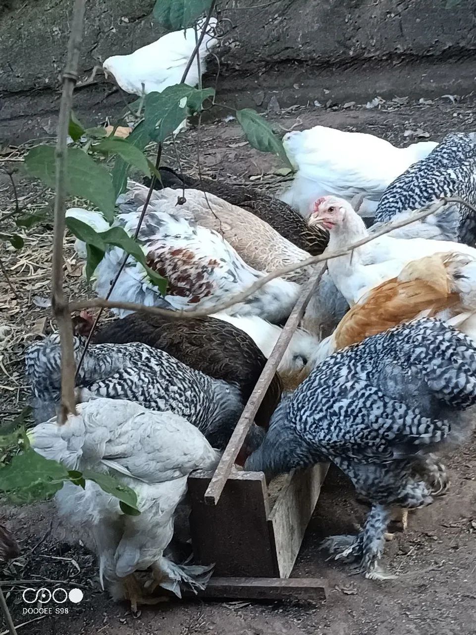 Galos, galinhas, frangos, pintinhos 