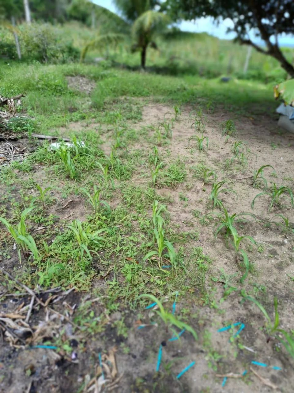 Terreno em Paudalho - Foto 4