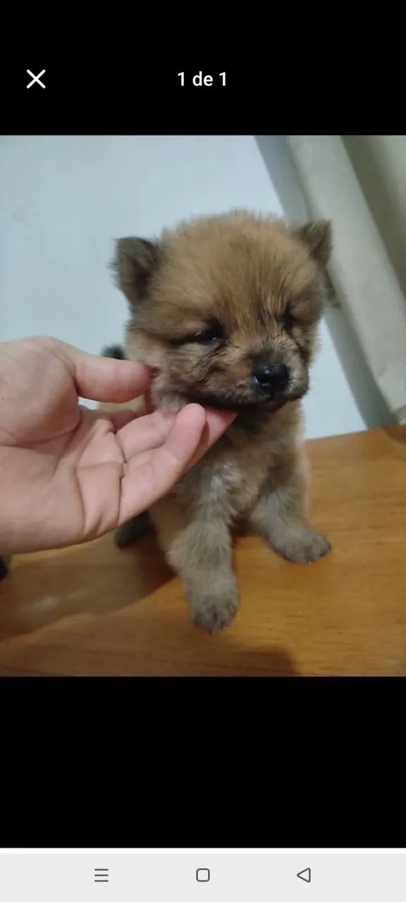 Filhote de Chow Chow 