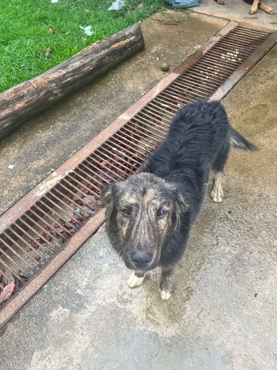 Doa-se cachorro  - Foto 2