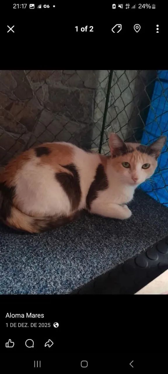 Linda gata 1 ano castrada vacinada felv e fiv negativo 