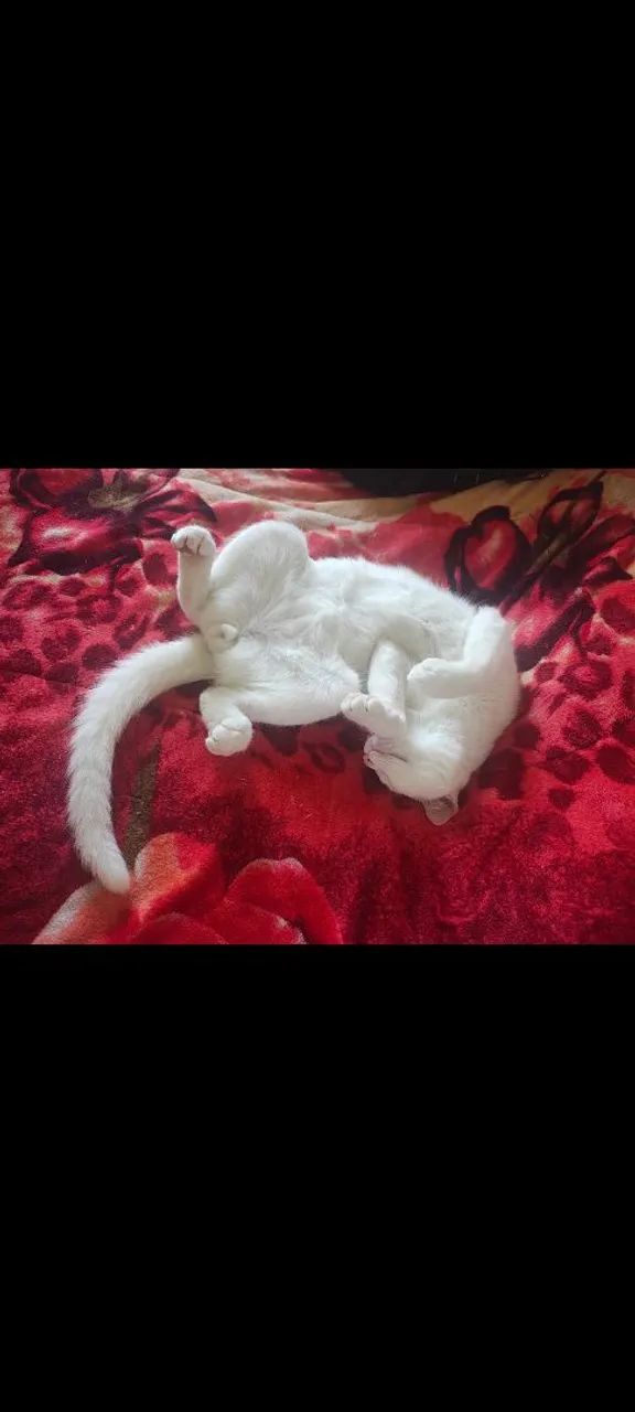 Gato doação  - Foto 2