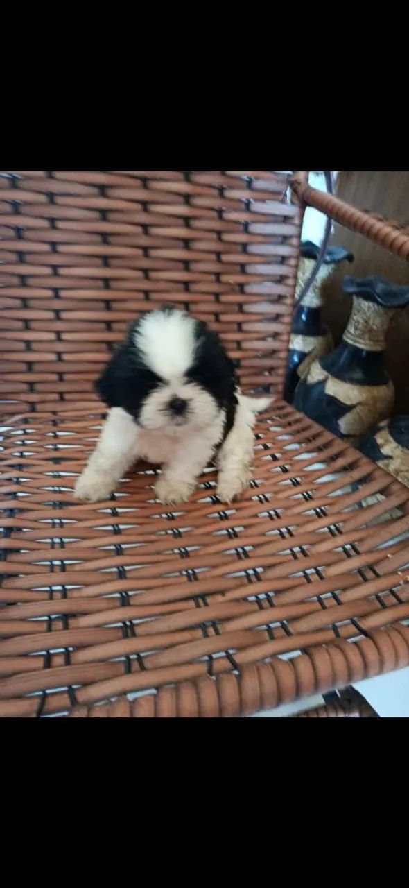 Cachorro shitzu - Foto 3