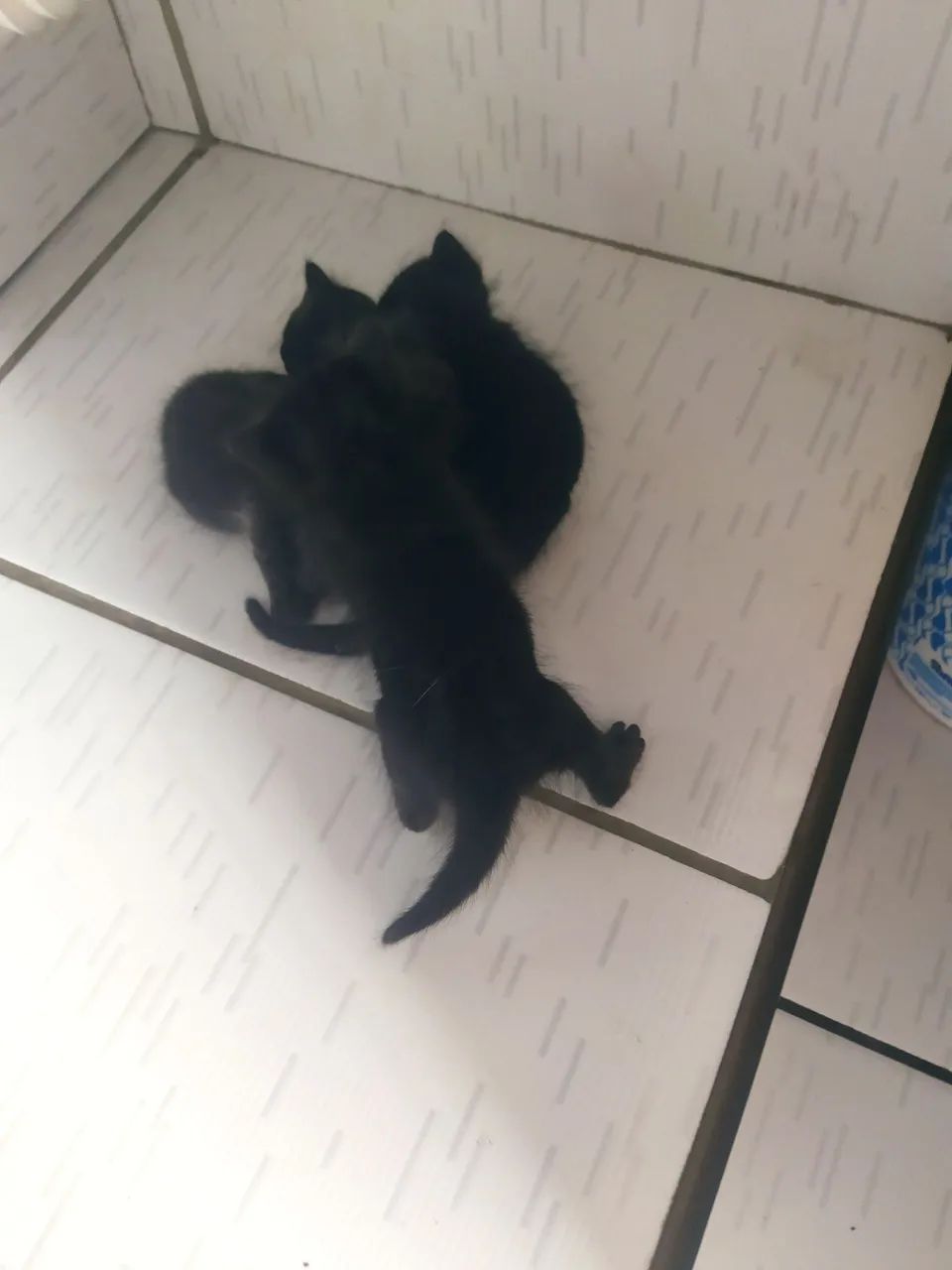 Gatinhas para doação  - Foto 3
