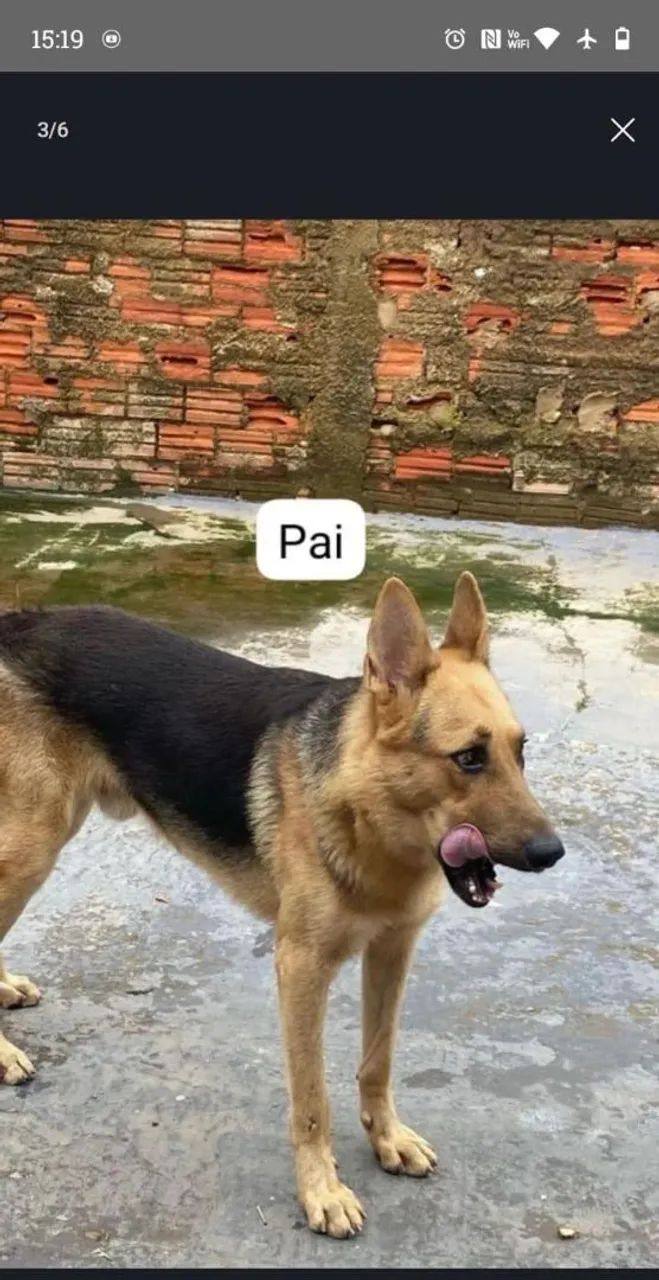 Pastor alemao  - Foto 2