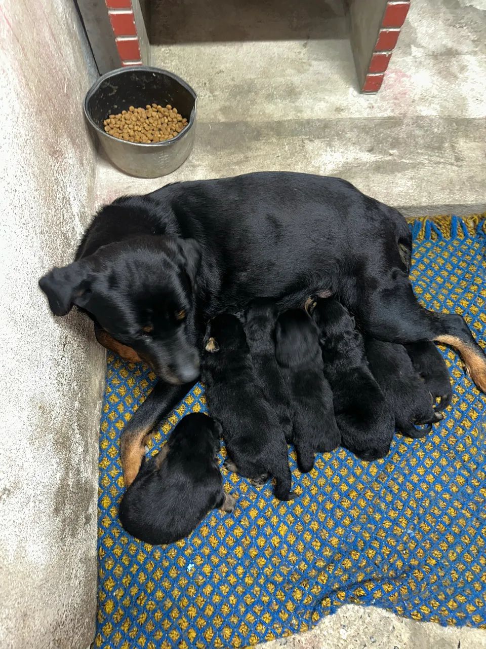 Filhote Rottwalier 