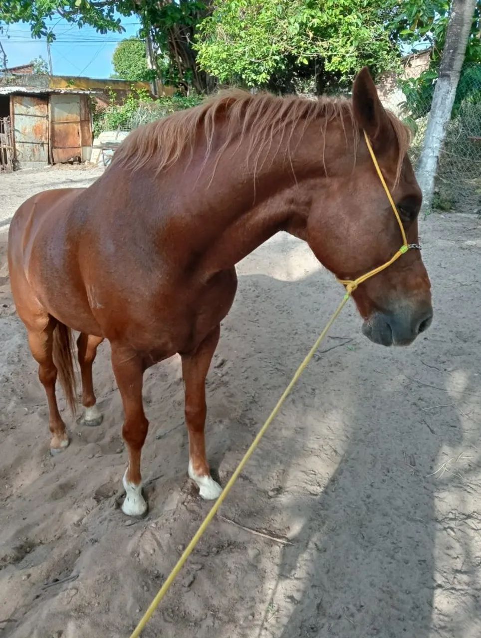 Cavalo  - Foto 4