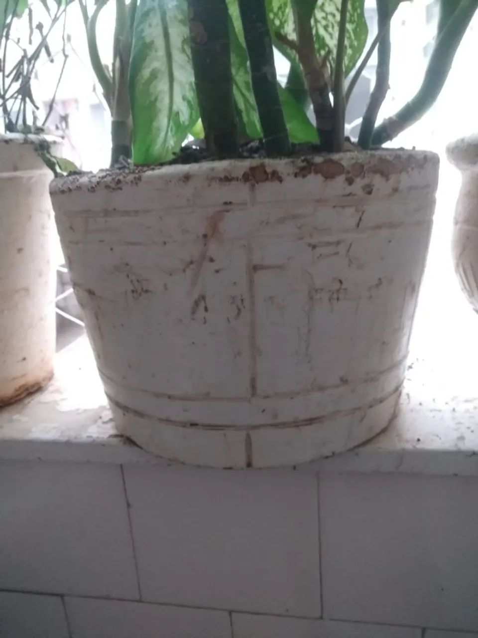 Vasos de Planta