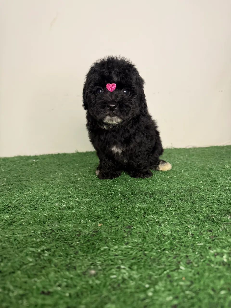poodle toy - Foto 4