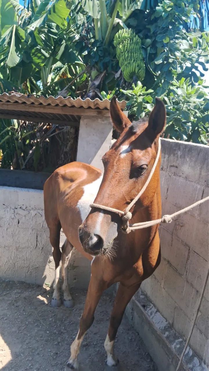 Vendo ou troco Egua MM , marchar picada ! 