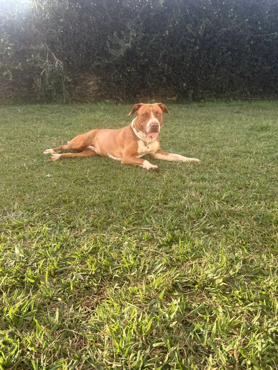 Doando pit bull, macho, castrado  - Foto 3