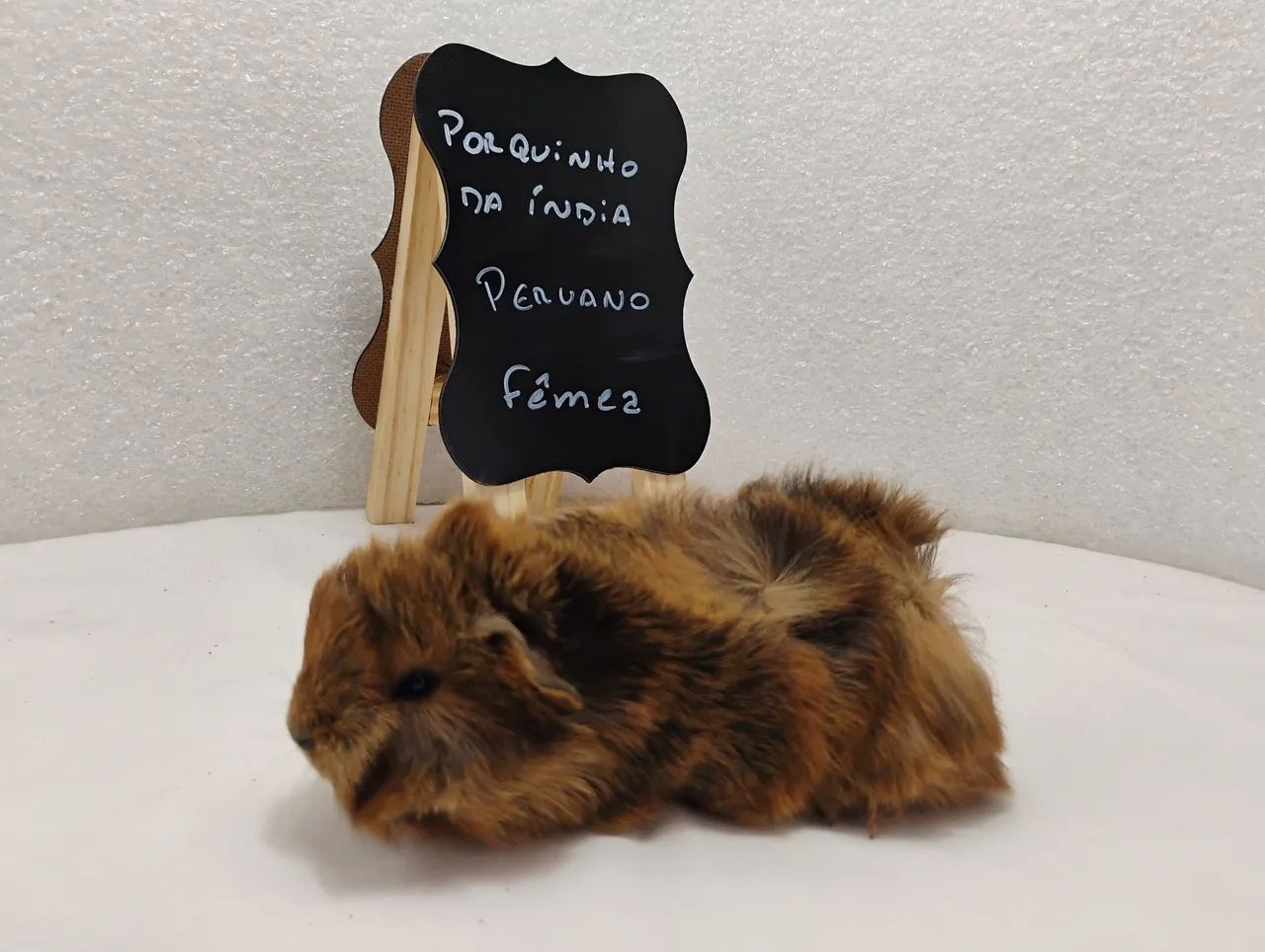 Porquinho da Índia Filhotes  - Foto 2