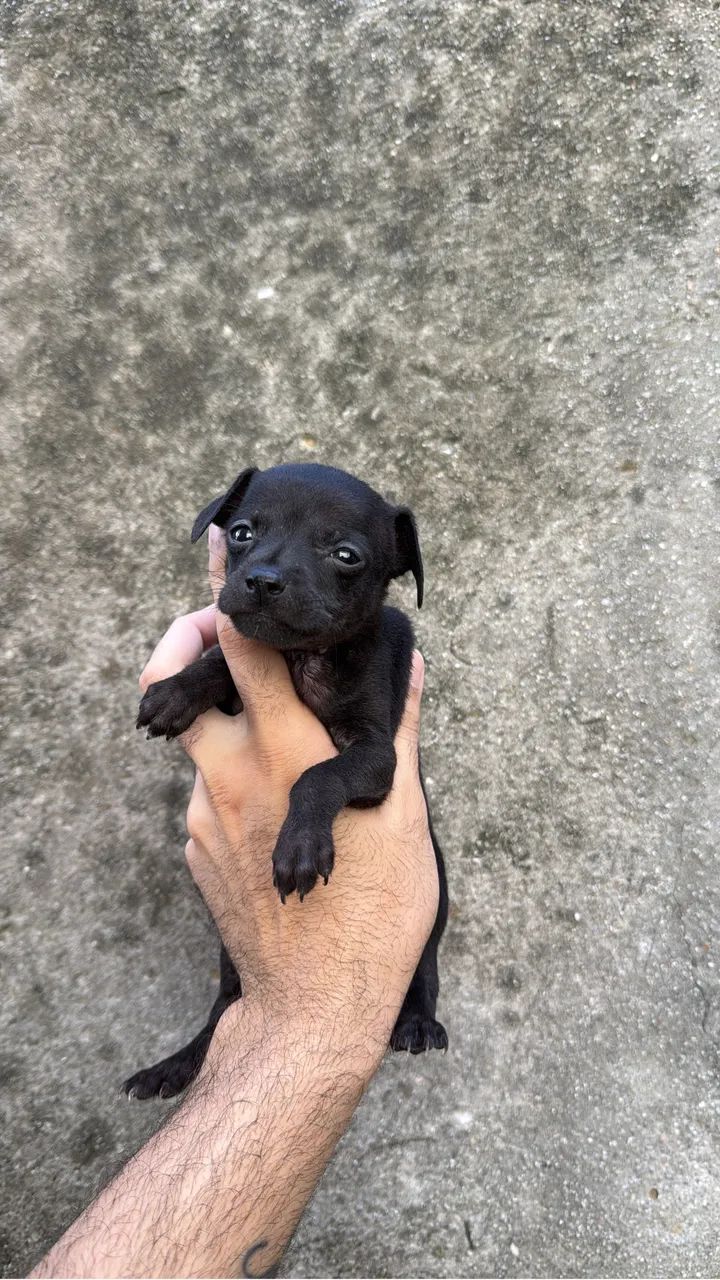 Pincher n0com1  - Foto 3
