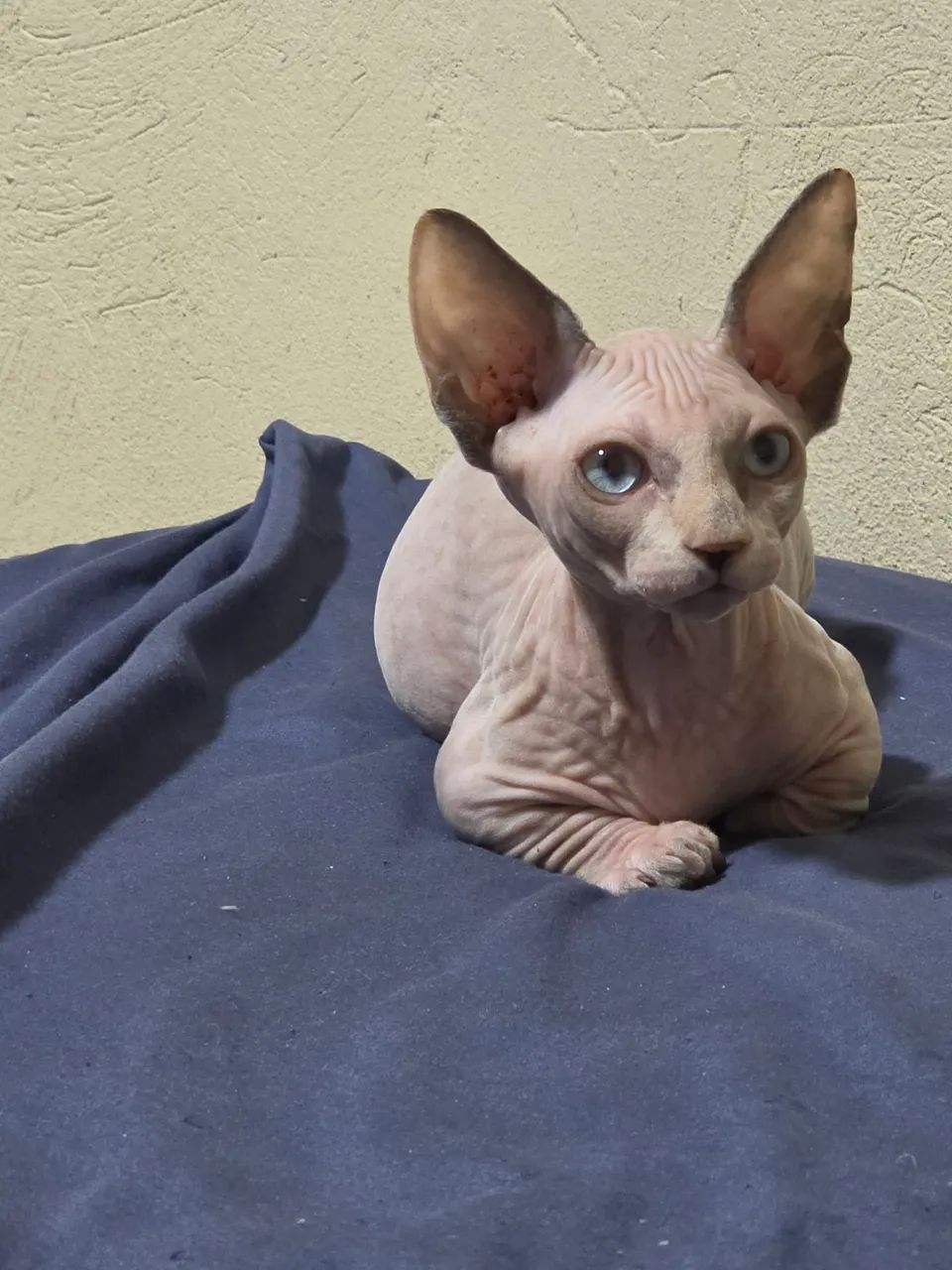 Sphynx bambina  - Foto 5