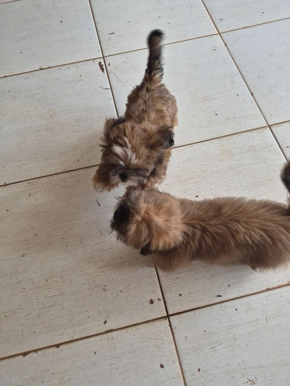 Cachorro 