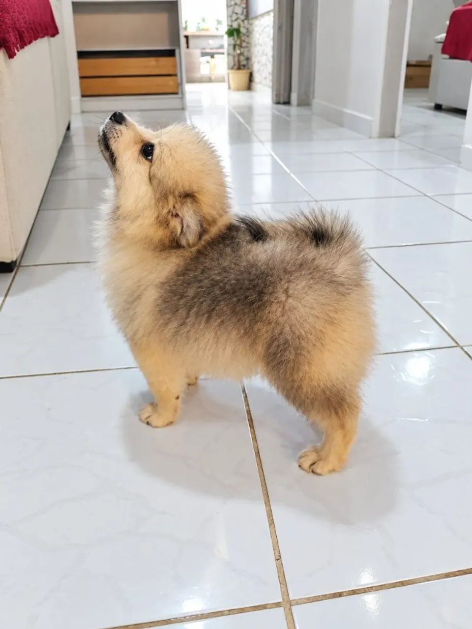 Spitz alemão - Laranja - Foto 2