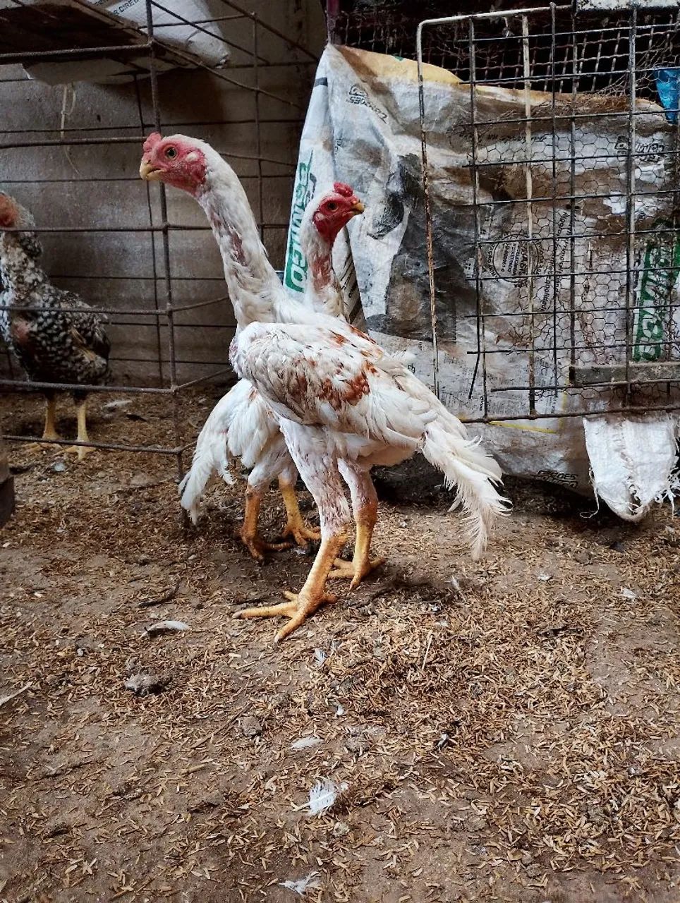 Vendo golinha e frango de raça bico curto  - Foto 4