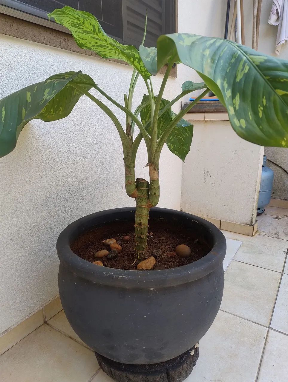 Vendo comigo ninguém pode com vaso bem grande  - Foto 2
