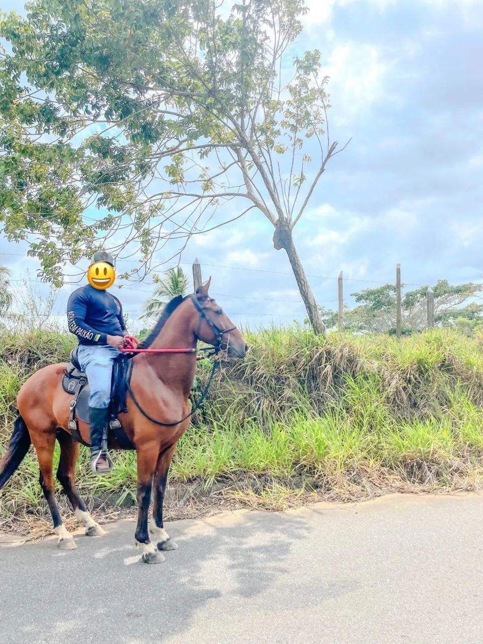 Cavalo castanho de boa conformação e pastas calçadas  - Foto 2