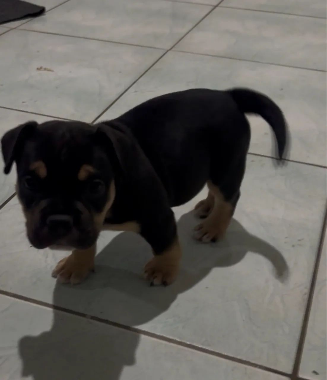 American Bully  - Foto 2