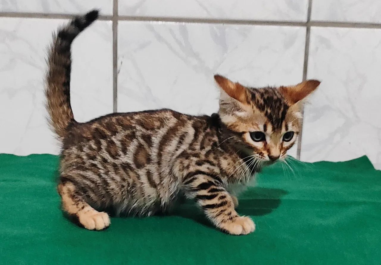 Gato Bengal