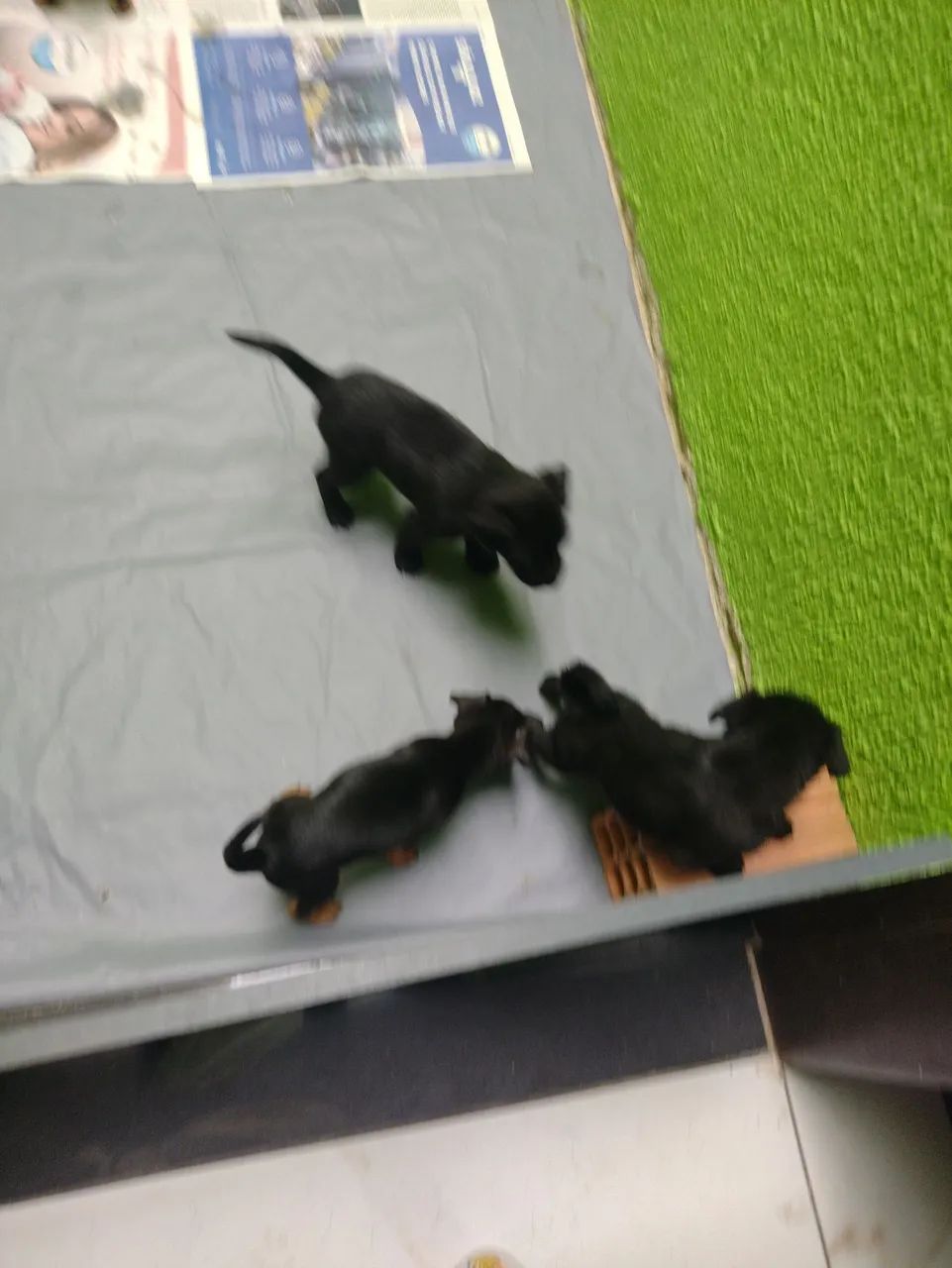 doação  - Foto 3