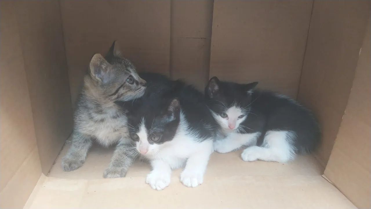 Doação de gatinhos  - Foto 3