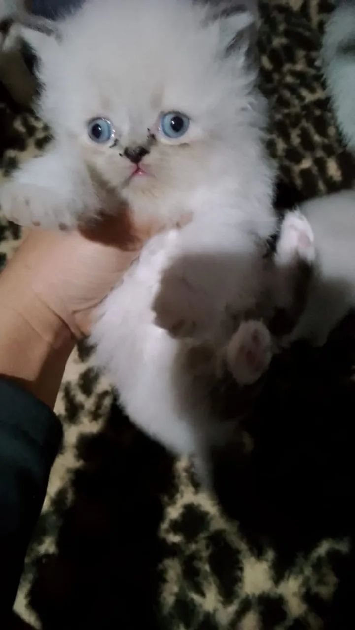 Gato persa  - Foto 4